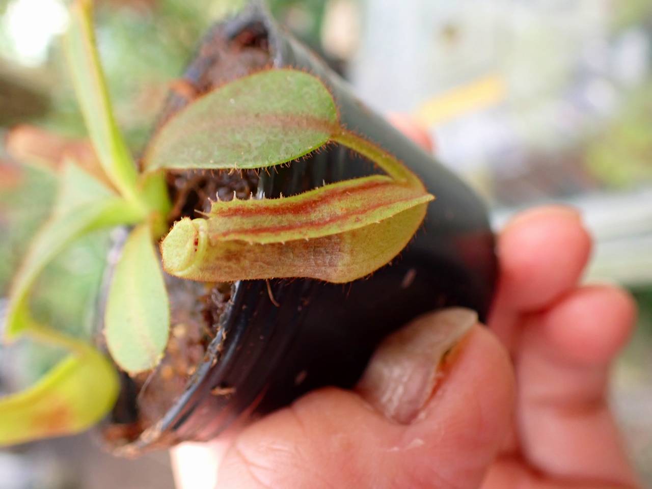 J100 3-2 [YA-129] N. veitchii H/L Murud Y's Lab - Y's Exotics