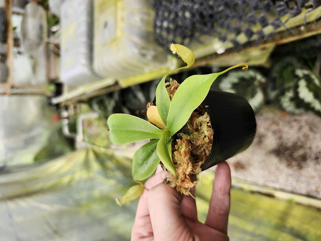 Y695 1-2 [YA-100] N. sibuyanensis Y's Lab - Y's Exotics （山田食虫