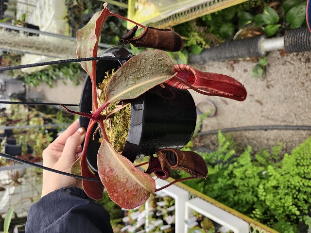 Y522 1-4 N. (truncata x peltata ) x lowii #NNN - Y's Exotics