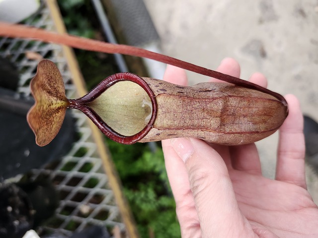 ぺんぺす Y941 1-2 N. sibuyanensis x ramispina - Y's Exotics （山田食虫植物