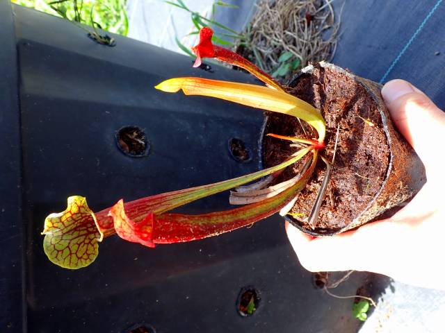 P956 3ura S. x`Smoorie' Araflora | Y's Exotics （山田食虫