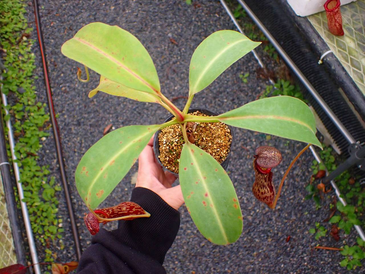 R180 5-3 #BBB N. boschiana - Y's Exotics （山田食虫植物農園）