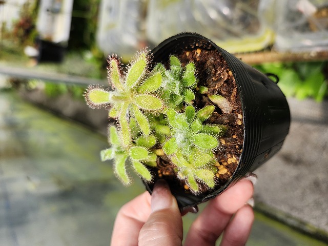 O126 1-4 D. ramentacea Y's Lab | Y's Exotics （山田食虫植物