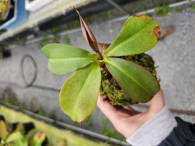 G593 5-3 N. rajah x northiana -red #NNN - Y's Exotics （山田食虫