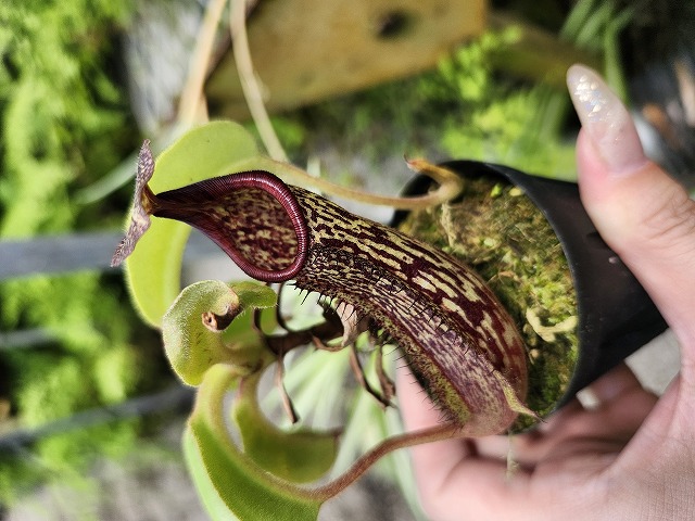 R452 1-3 N. maxima wavy leaf Rindingalo, North Taraja