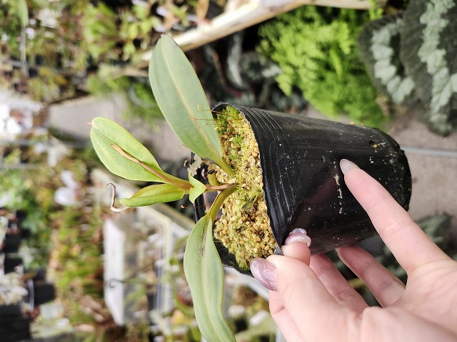 G838 1-2 N. jamban x edwardsiana | Y's Exotics （山田食虫