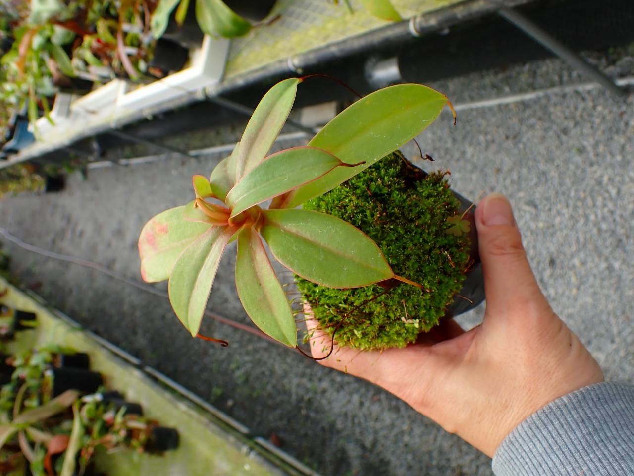N.sibuyanensis(d) EPS-3-20 4号【食虫植物ネペンテス】HIPS 13-06557