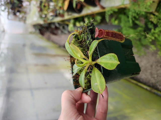 P612 1-4 N. (truncata x ephippiata) x lowii #NNN - Y's Exotics