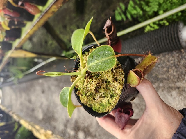 G651 1-3 N. (truncata x peltata) x lowii #NNN - Y's Exotics （山田