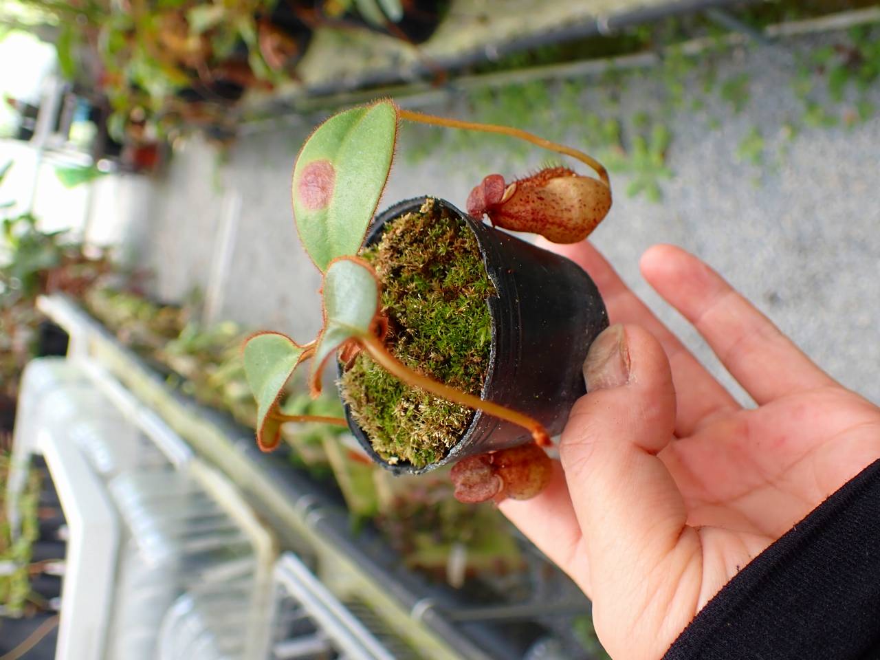 P535 5-1 N. erucoides x mindanaoensis - Y's Exotics （山田食虫植物