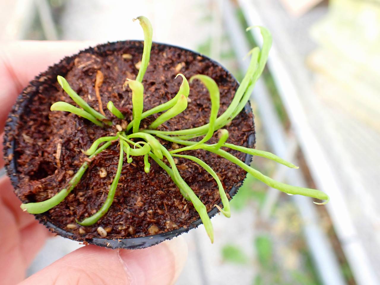 Y659 2H Darlingtonia californica Y's Lab - Y's Exotics （山田食虫