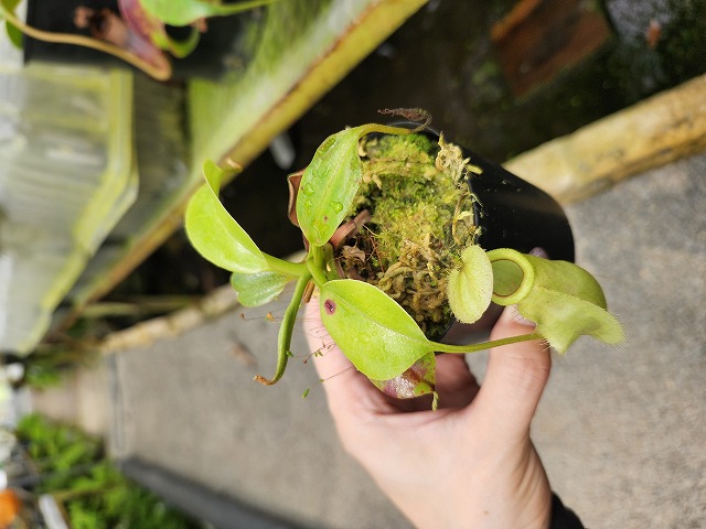 棘.PLANTS 2506751?$256$
