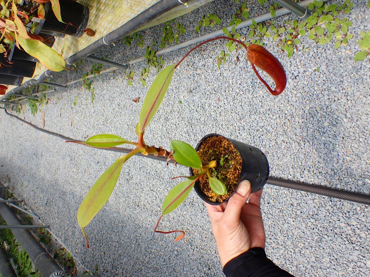 J604 5-3 N. (sumatrana x boschiana) x campanulata konan - Y's