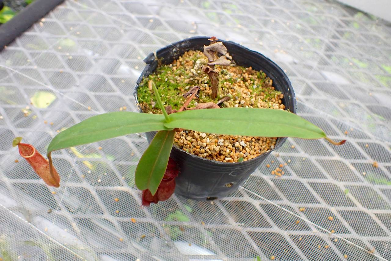 G604 5-3 #BBB N. thorelii (true) x hamata seedling CK | Y's