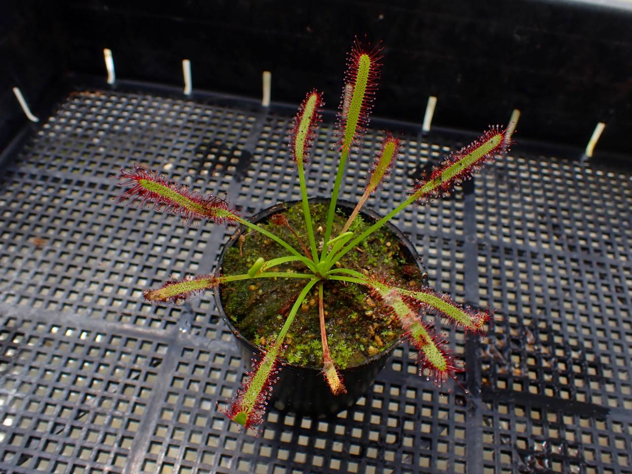 クリックで画像を表示