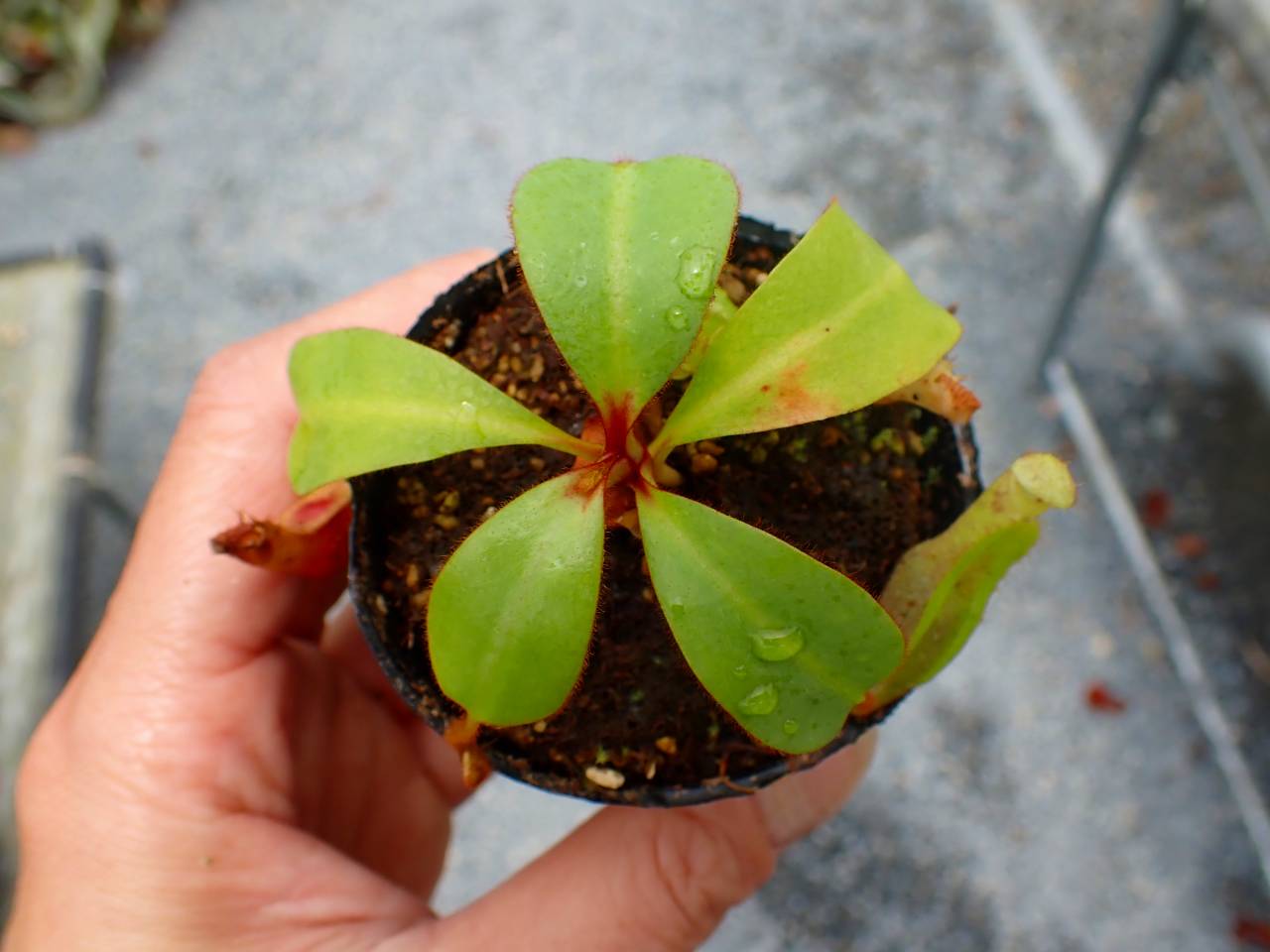 G517 5-1 [YA-170] N. clipeata Nep Gardner Y's Lab - Y's Exotics