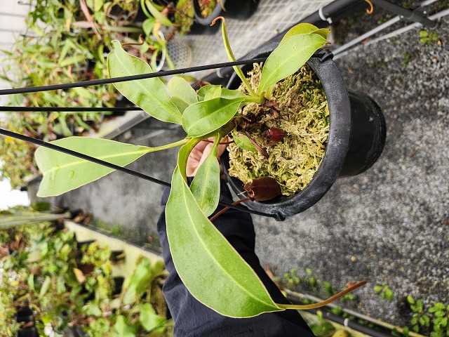 J546 5-1 N. (ampullaria x viking) x lowii - Y's Exotics （山田食虫