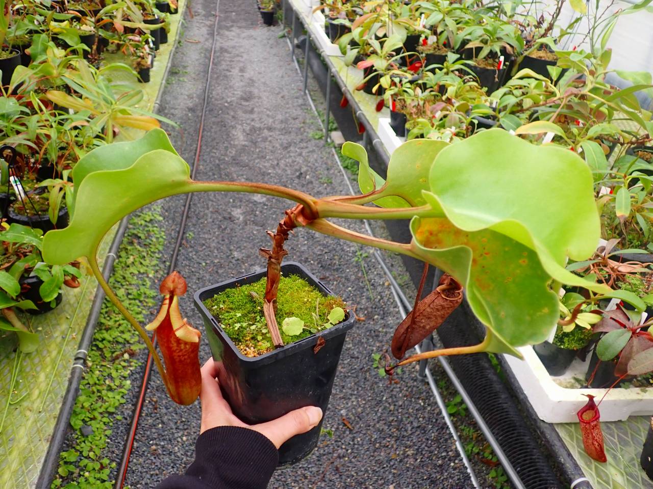 R643 5-3 #BBB N. nebularum Mt. Mayo Dinagat Islands VL - Y's