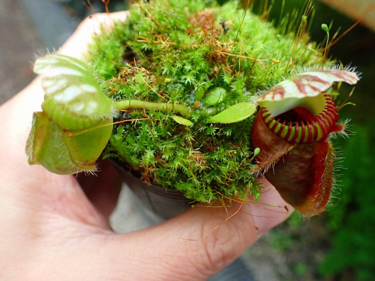 チベCephalotus ビッグマウス チベ様専用Cephalotus ビッグマウス