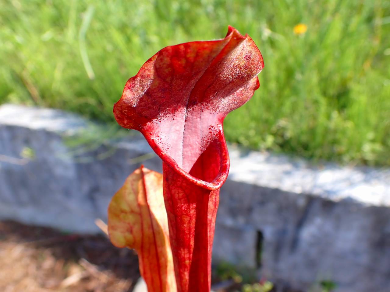 G869 S. popei (red form) - Y's Exotics （山田食虫植物農園）
