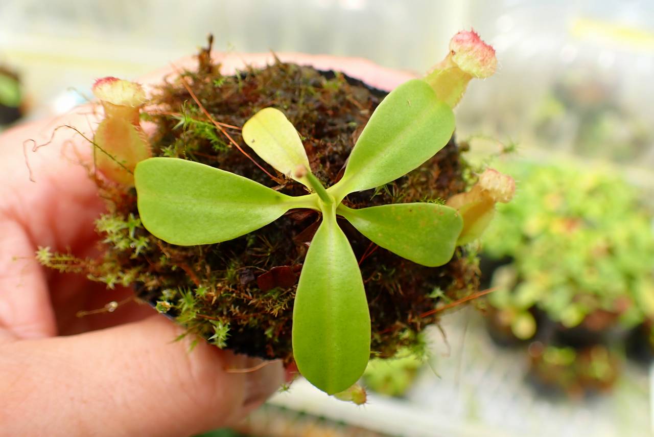 植物 Y514 1-4 N. undulatifolia x rajah #NNN - Y's Exotics （山田食虫