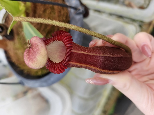 Y016 1-1 N. edwardsiana (red, near Tambuyukon) - Y's Exotics