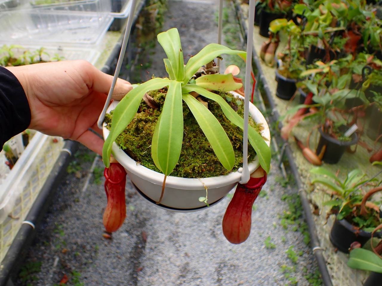 押上PLANTS P974 5-1 N. ventricosa seedling select 山本 | Y's Exotics （山田食