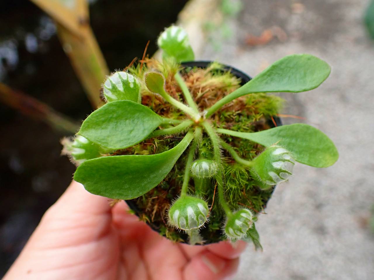 J224 1-2 Cephalotus follicularis seedling's of Hummer's Giant 06
