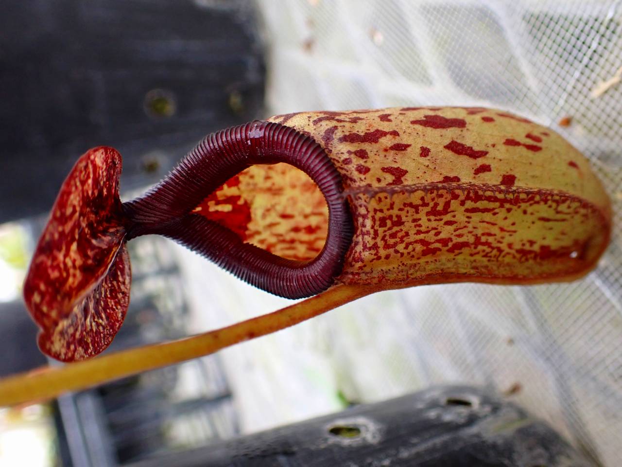 Y801 4-1 N. sibuyanensis x maxima (i) EP - Y's Exotics （山田食虫