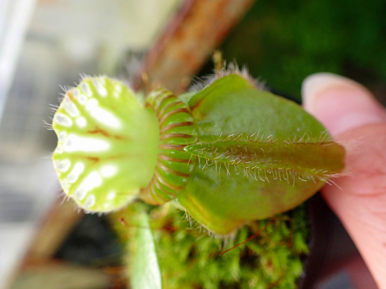 Y611 1-1 Cephalotus follicularis `Big Boy' Cedric - Y's Exotics