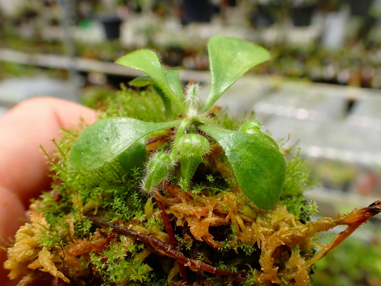 E196 1-1 Cephalotus follicularis `German Giant' C.C - Y's Exotics