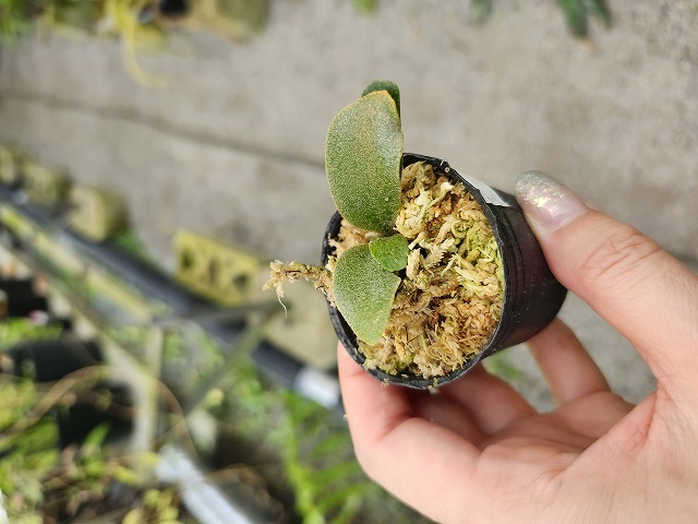 Y027 3-1 Platycerium willinckii `Jenny' TC - Y's Exotics （山田食