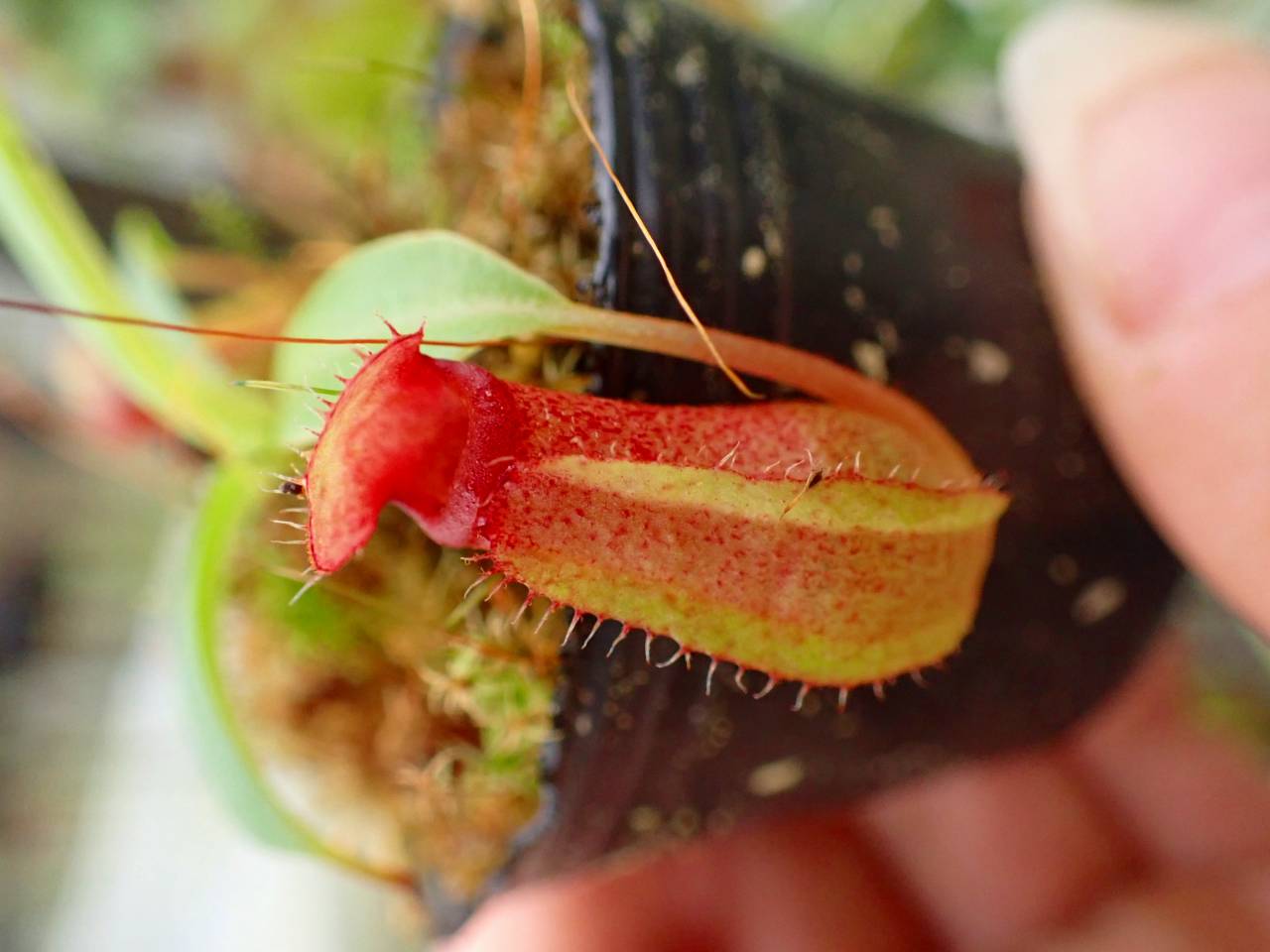 食虫植物N. rajah x villosa #NNN 食虫植物 Nepenthes rajah(ネンテス
