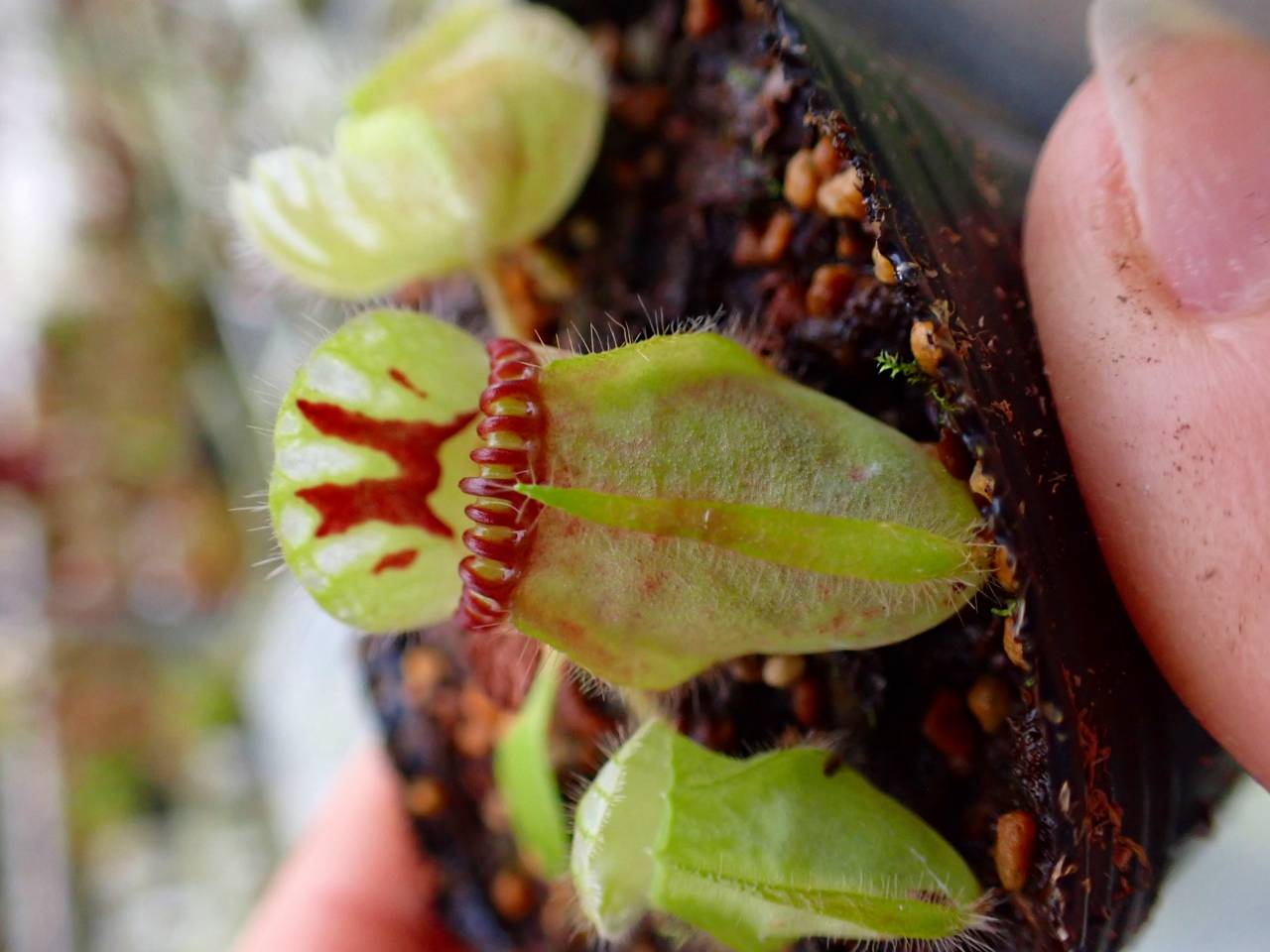 Y626 1-1 [YA-30] Cephalotus follicularis Giant Y's Lab - Y's