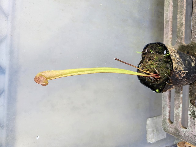 クリックで画像を表示