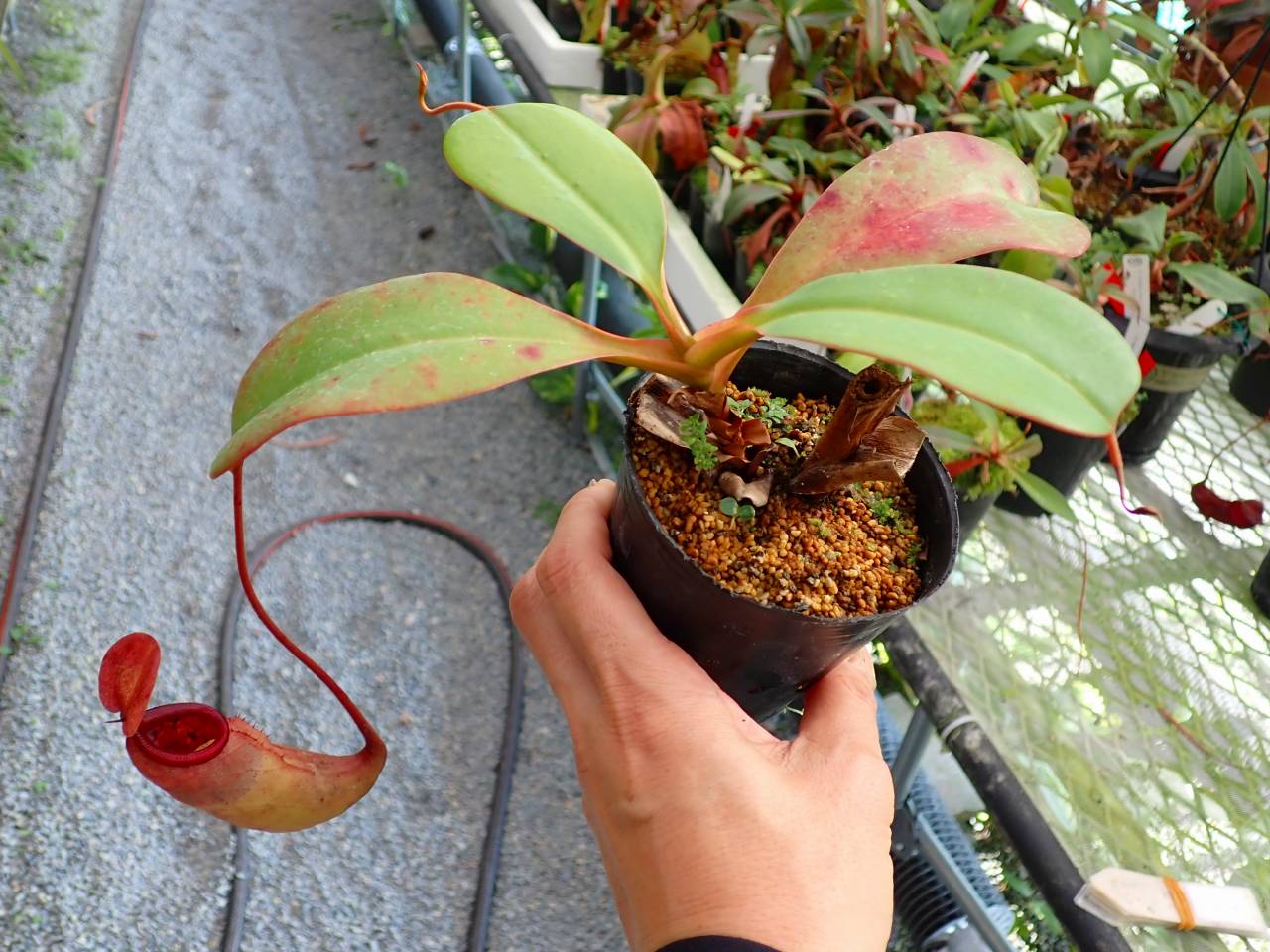 P418 5-3 N. ラベル落ち - Y's Exotics （山田食虫植物農園）