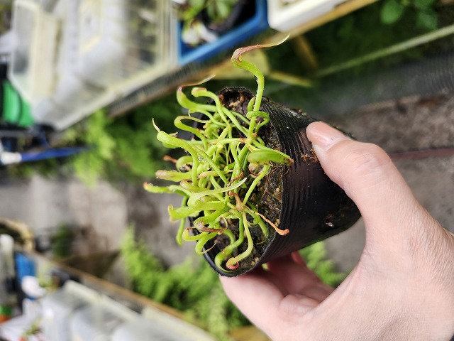 E264 1-3 Darlingtonia californica Y's Lab - Y's Exotics （山田食虫