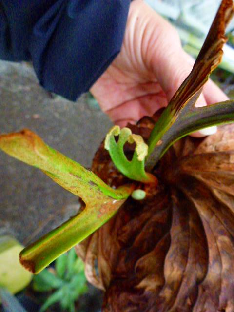 【良株】Platycerium ridleyi（Borneo Wild） Ridley's Staghorn Fern - Platycerium ridleyi</em> — Exotica