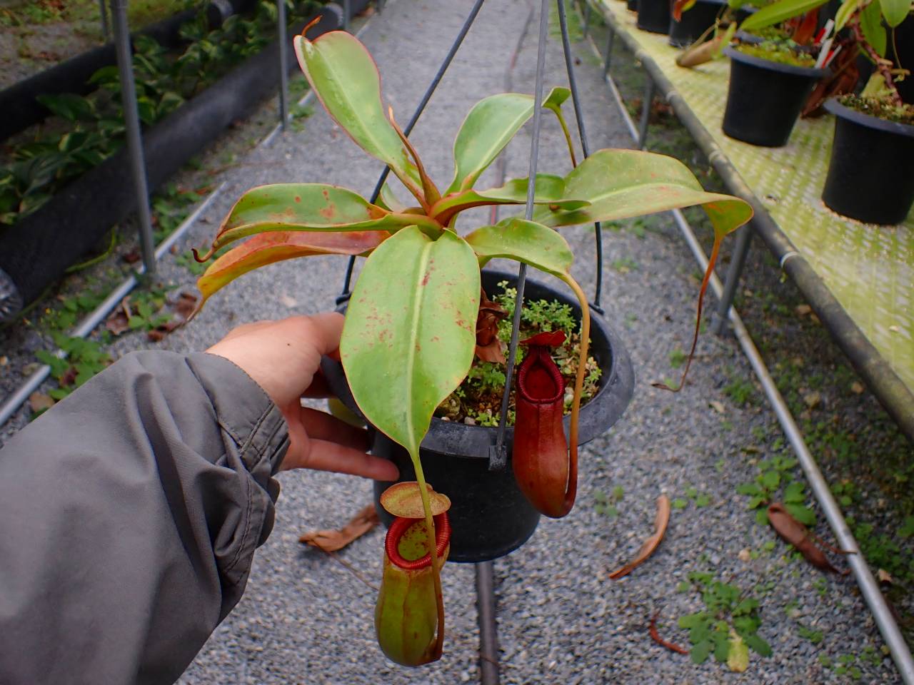 E266 5-3 N. (ventricosa x sibuyanensis) x truncata-large, red EP
