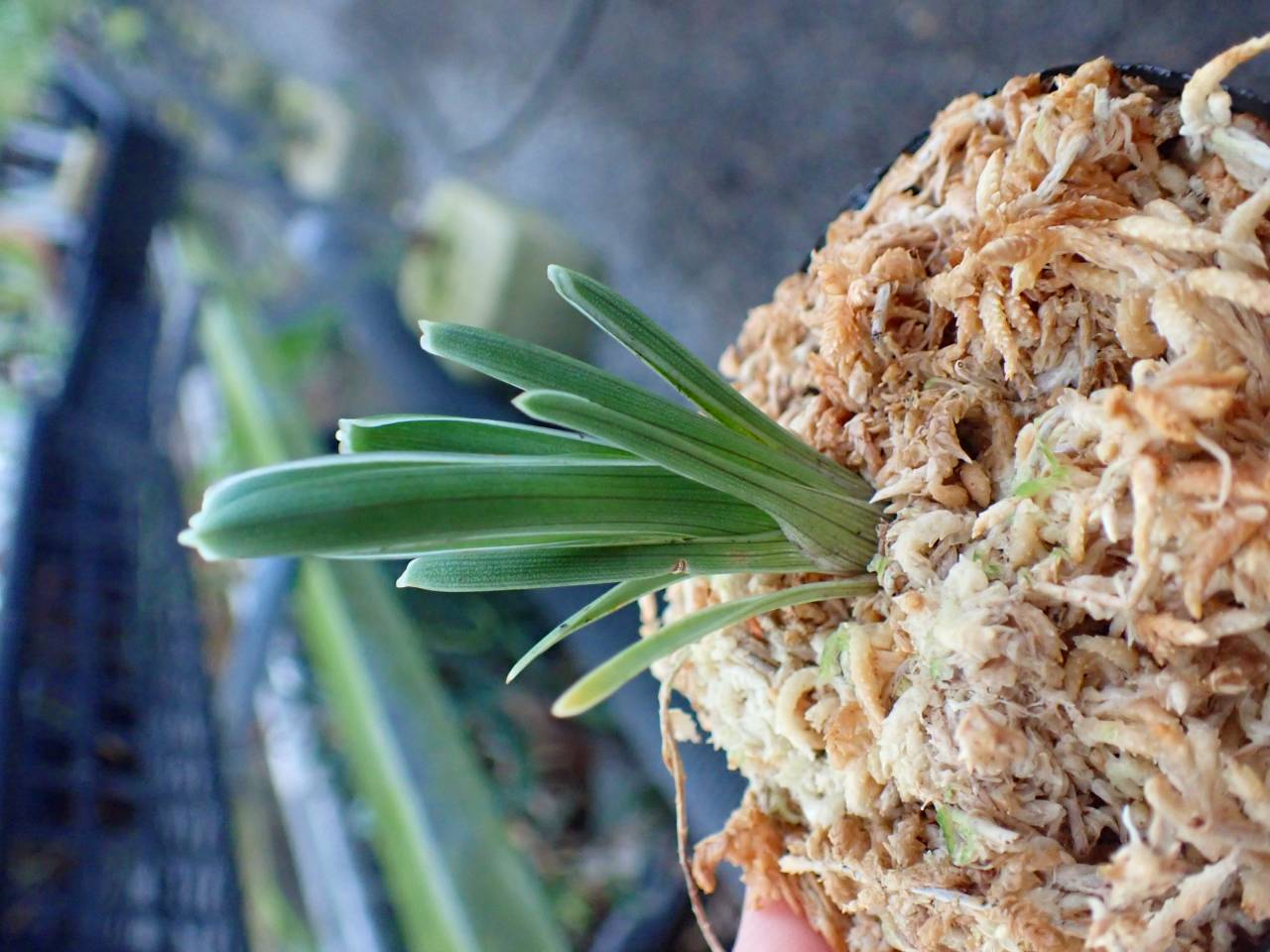 Y821 3-1 Brocchinia reducta {Akopan Ttepui plateau, Chimanta