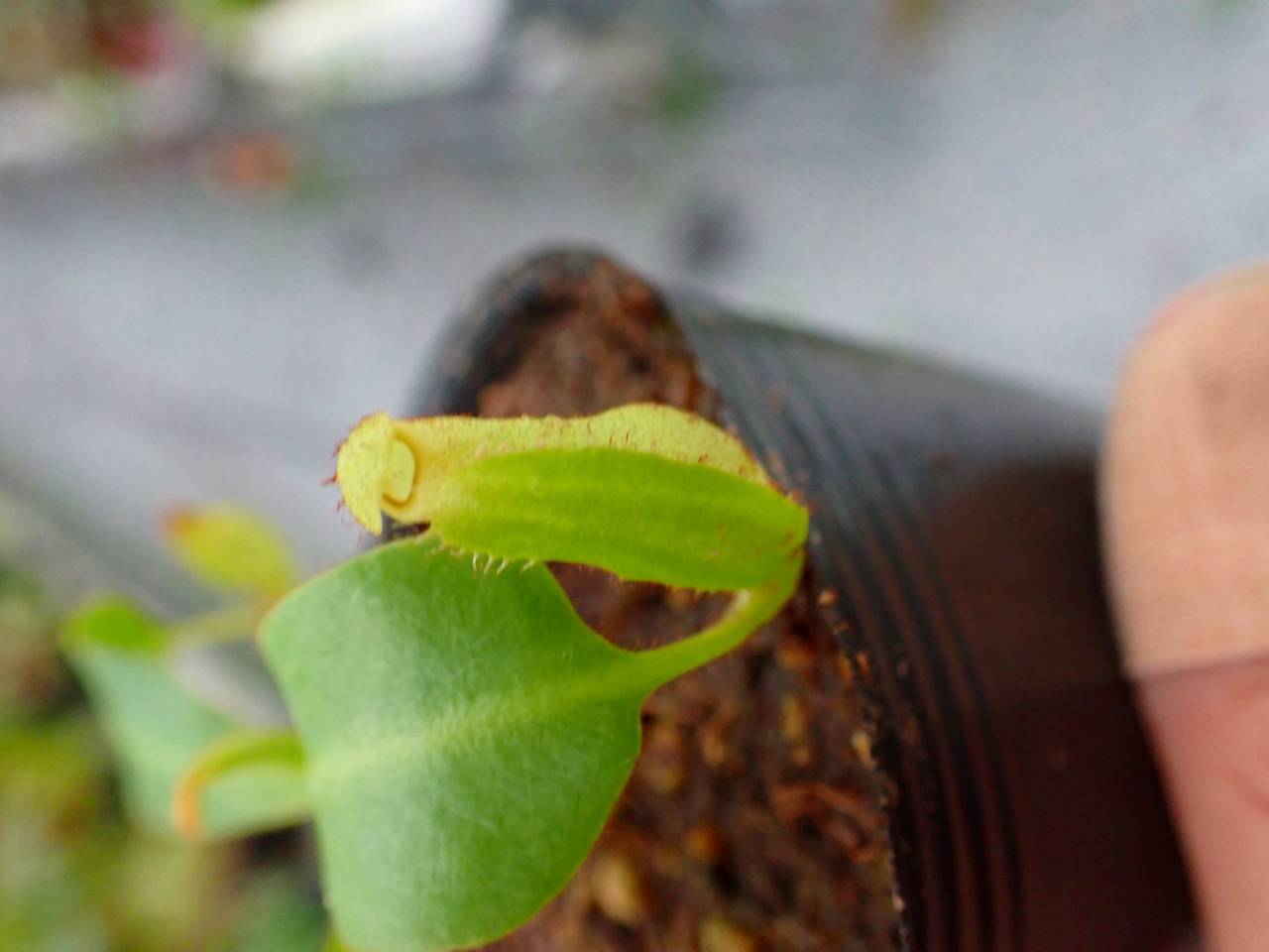 P576 5-3 [YA-170] N. clipeata Nep Gardner Y's Lab - Y's Exotics