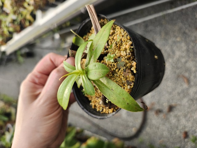食虫植物N. xtrusmadensis AW clone:3 Nepenthes northiana – Carnivero BE-3357 N. northiana best