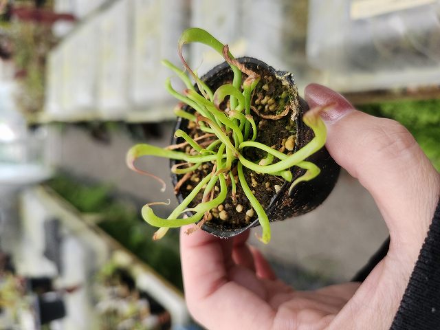 P665 1-2 Darlingtonia californica Y's Lab | Y's Exotics