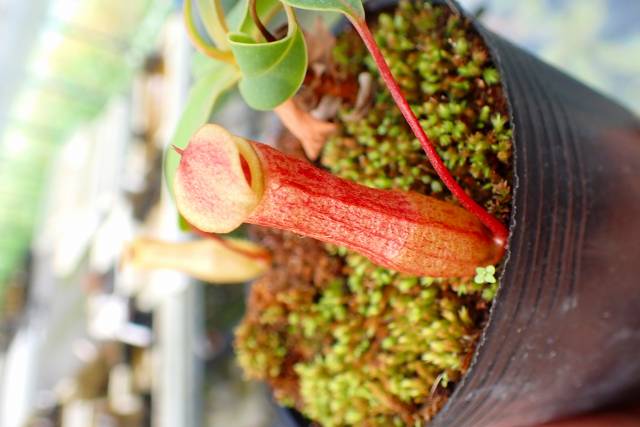 E556 4-2 N. ventricosa x merrilliana EP | Y's Exotics （山田