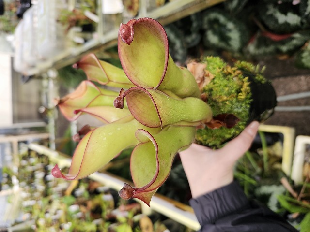 J215 1-1 H. uncinata (big) x ionasii (Red Giant) AW - Y's Exotics