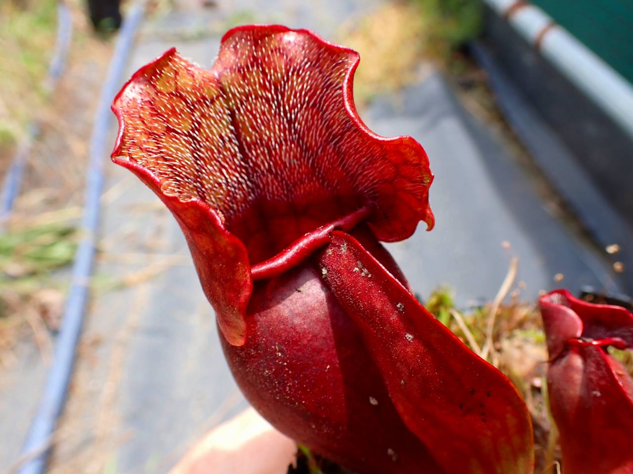 R621 S. purpurea ssp. venosa (伊勢花菖蒲園選別丸形株 No.16) MS