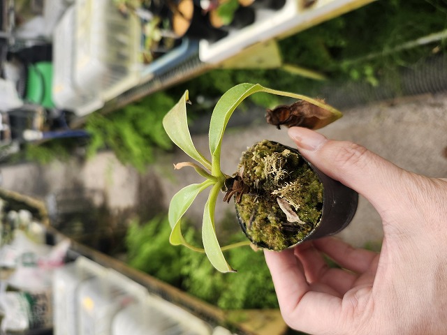 E188 1-3 N. rafflesiana nivea, Mardi x lowii #NNN - Y's Exotics