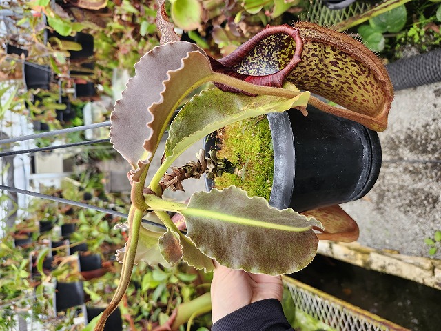 J134 1-1 N. maxima wavy leaf (No,45) - Y's Exotics （山田食虫植物