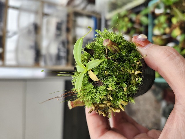 Y894 1-3 N. izumiae x macrophylla #NNN - Y's Exotics （山田食虫