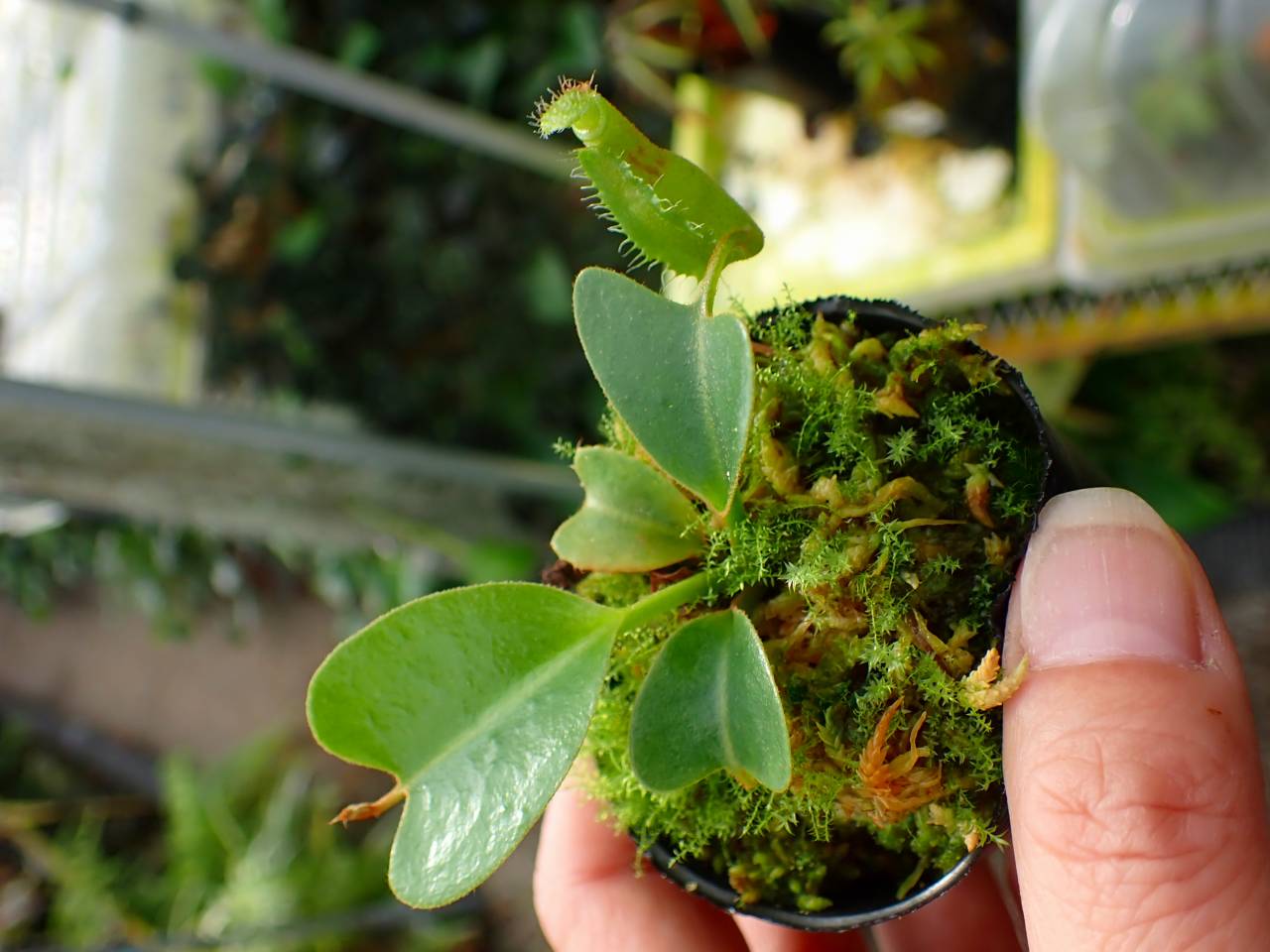 G640 1-4 N. nebularm sibcross Y's - Y's Exotics （山田食虫植物農園）